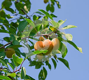 Ripe yellow plum