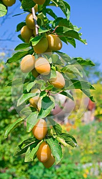 Ripe yellow plum