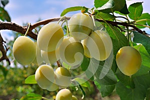Ripe yellow plum on the branch