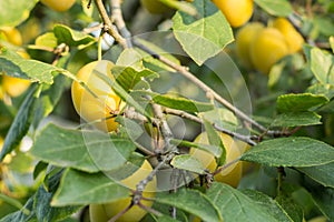 Ripe Yellow Plums