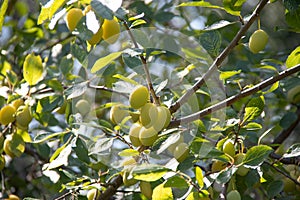 Ripe yellow plums on a branch