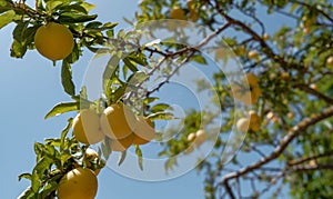 Ripe yellow plums on branch in sunny day