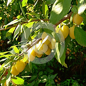 Ripe yellow plums on the branch. Waiting for harvest. Fruit garden in sun rays.