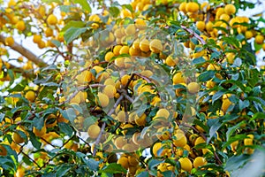 Ripe yellow plums on the fruit tree