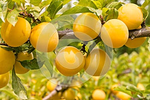 Ripe yellow plums on plum tree