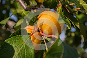 Ripe yellow plums on plum tree. Closeup of yellow plums.