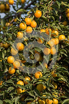 Ripe yellow plums on the tree. Fruit tree.