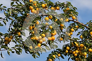 Ripe yellow plums on the tree. Fruit tree.