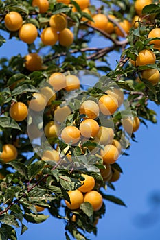 Ripe yellow plums on the tree. Fruit tree.