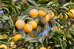 Ripe yellow plums on the tree. Fruit tree.