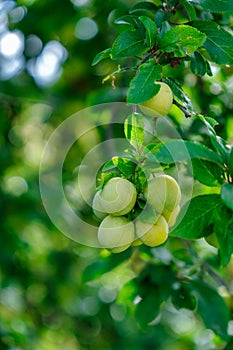 Ripe yellow plums on a tree in a garden.