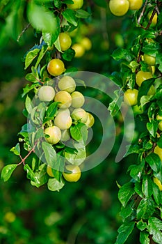 Ripe yellow plums on a tree in a garden.