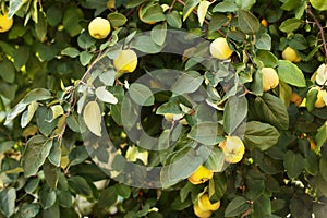 ripe yellow quince fruit grows on a quince tree with green foliage in autumn eco garden.