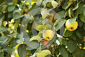 ripe yellow quince fruit grows on a quince tree with green foliage in autumn eco garden.