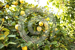 ripe yellow quince fruit grows on a quince tree with green foliage in autumn eco garden.