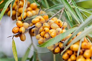 Ripe yellow sea buckthorn berries on a branch.