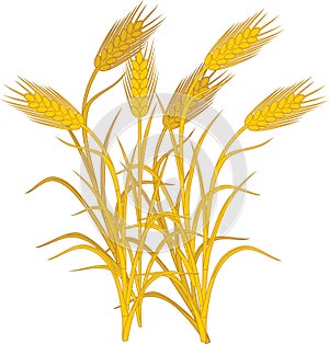 Ripe yellow spikelets of rye