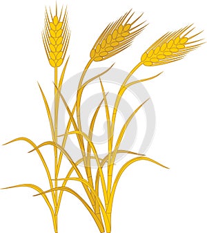 Ripe yellow spikelets of rye