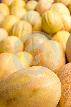 Ripe yellow sugar sweet melons on stand at the marketplace. Selective focus