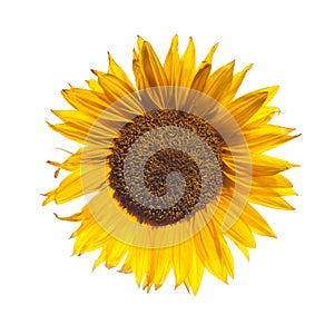 Ripe yellow sunflower isolated on a white background. Organic farming, harvest and gardening concept