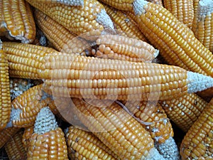 Ripe yellow sweet corn cob on a close-up, border design panoramic stalks