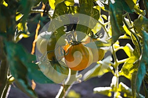 The ripe yellow tomatoes in the garden in the summer