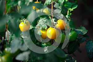 The ripe yellow tomatoes in the garden in the summer