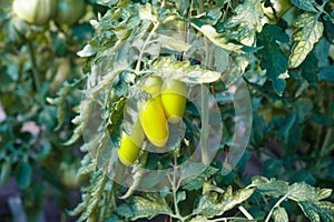 The ripe yellow tomatoes in the garden in the summer