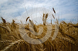 Ripe yellow wheat against a gray-blue sky