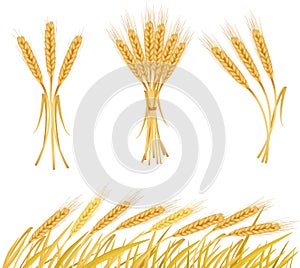 Ripe yellow wheat ears, agricultural