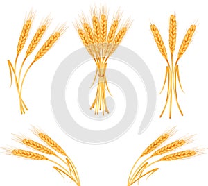 Ripe yellow wheat ears, agricultural