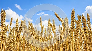 Ripe yellow wheat on a golden field against a blue sky with clouds. Harvest of wheat. Harvesting of grain crops.