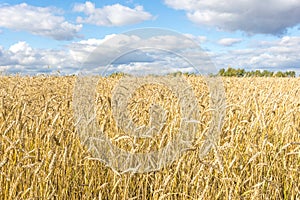 Ripe yellow wheat stalks in a field against a background of sky with clouds texture. Golden wheat field ready for harvest in