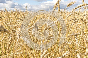 Ripe yellow wheat stalks in a field against a background of sky with clouds texture. Golden wheat field ready for harvest in