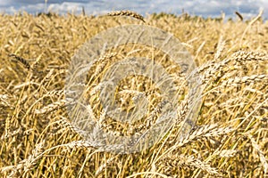 Ripe yellow wheat stalks in a field against a background of sky with clouds texture. Golden wheat field ready for harvest in