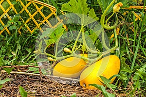 Ripe yellow zucchini with flowers in garden. Two yellow squash vegetables
