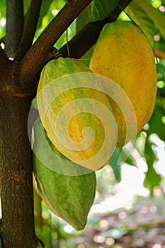 Ripe and young cocoa fruits in a cocoa tree on a farm,in Phetchabun Province, Thailand