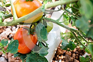 Ripe and young tomatoes on home plant