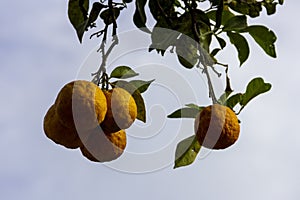 Ripe Yuzu fruits ripening on a tree