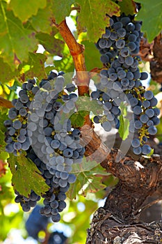 Ripe Znfandel grape clusters on gnarled grape vine