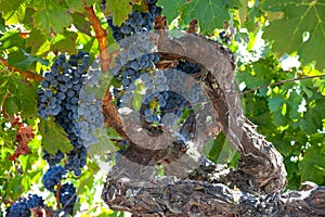 Ripe Znfandel grape clusters on gnarled grape vine