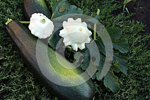 ripe zucchini and squash on a background of green grass