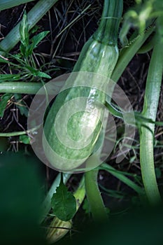 Ripe zucchini squash in the garden. Organic natural food concept.