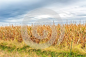 Riped Corn Ready to Harvest in Field