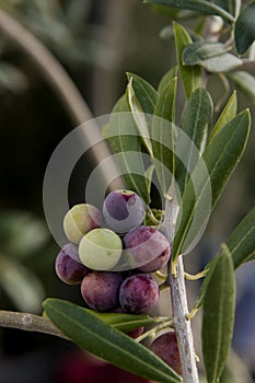 Riped dark olives on branch, arbequina variety