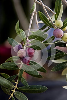 Riped dark olives on branch, arbequina variety