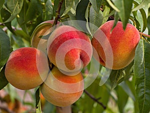 Riped juicy peaches on the tree just before harvest