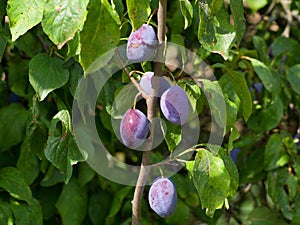 Riped plums on the tree