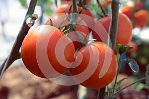 riped red tomato on branches