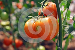 riped red tomato on branches